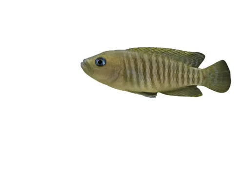 Brauner Zwergbuntbarsch für Aquarien