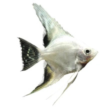 Silberner Segelflosser für das Aquarium