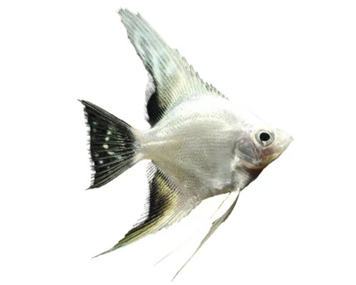 Silberner Segelflosser für das Aquarium