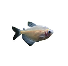 Glasbarsch für das Aquarium