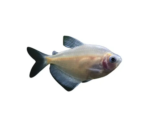 Glasbarsch für das Aquarium