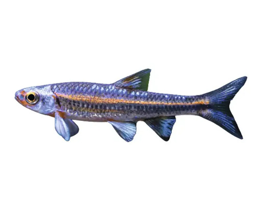 Crossocheilus siamensis Zierfisch