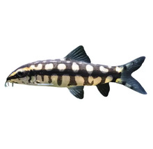 Indischer Schlangenkopffisch als Aquarienfisch