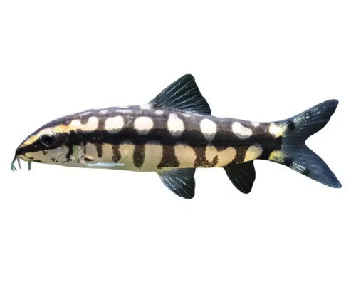 Indischer Schlangenkopffisch als Aquarienfisch