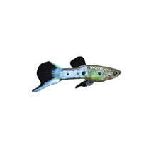 Guppy Zierfisch