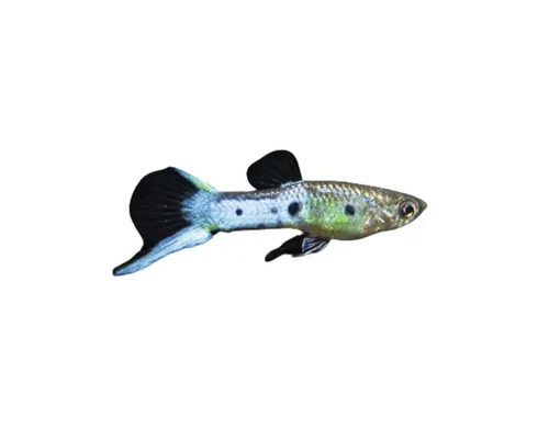 Guppy Zierfisch