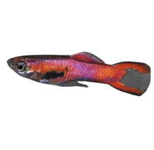 Guppy-Zierfisch