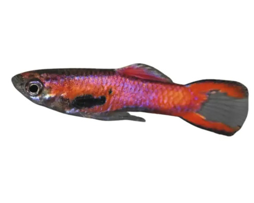 Guppy-Zierfisch