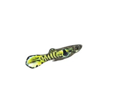Guppy Zierfisch