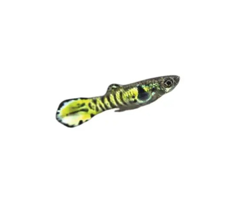 Guppy Zierfisch