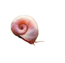 Apfelschnecke im Detail
