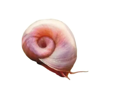 Apfelschnecke im Detail
