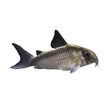 Corydoras aeneus Panzerwels