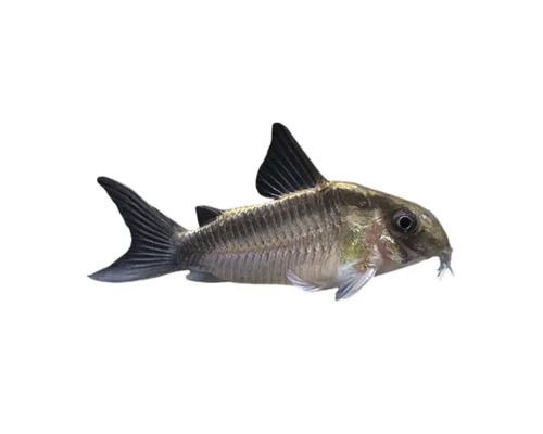 Corydoras aeneus Panzerwels
