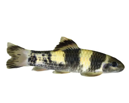 Siamesischer Rüsselbarbe Fisch im Profil