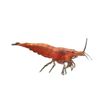 Garnele