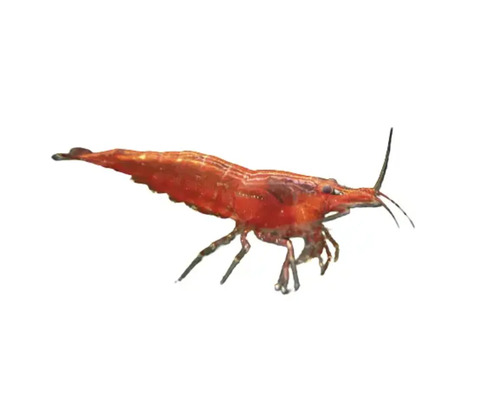Garnele