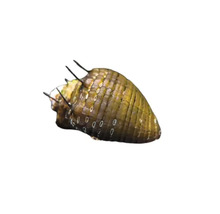 Stachelschnecke für Aquarien