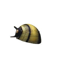 Rennschnecke für das Aquarium