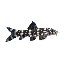 Pangio Kuhlii Zierschmerle für das Aquarium
