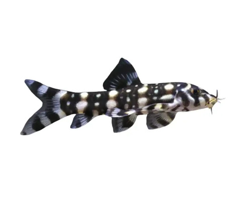 Pangio Kuhlii Zierschmerle für das Aquarium