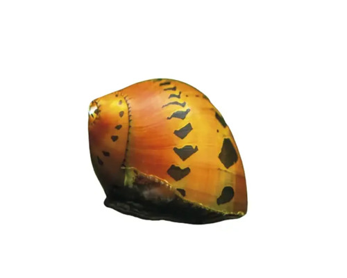 Aquarienschnecke mit Muster
