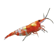 Garnele