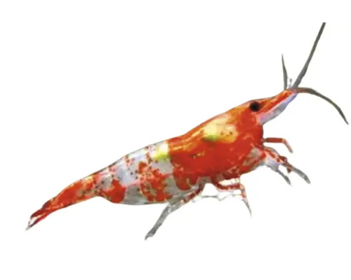 Garnele