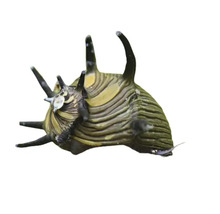 Stachelschnecke für Aquarien