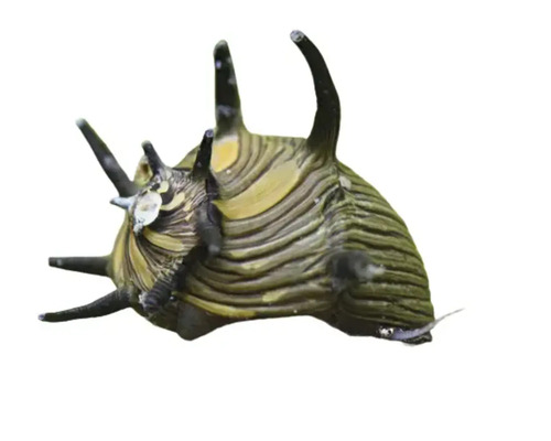 Stachelschnecke für Aquarien