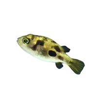 Kugelfisch für das Aquarium