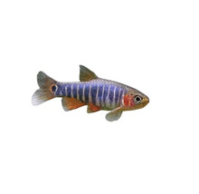 Zebra Bärbling Zierfisch