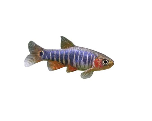 Zebra Bärbling Zierfisch