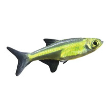 Gelber Ziersalmler für Aquarien