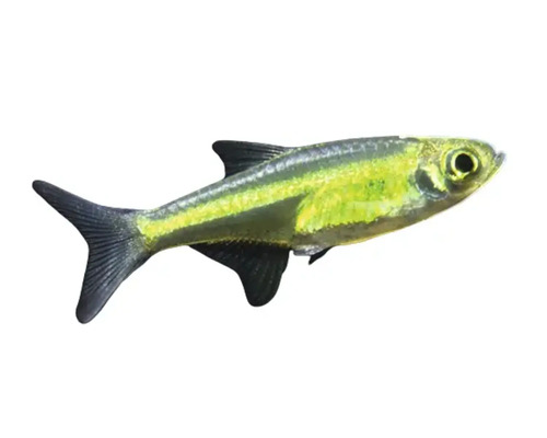 Gelber Ziersalmler für Aquarien