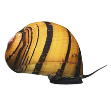 Apfelschnecke mit gestreiftem Gehäuse für Aquarien