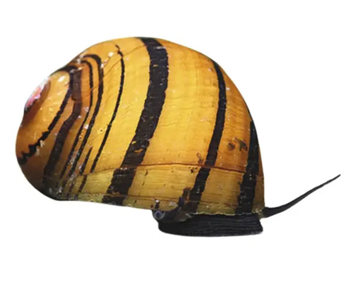 Apfelschnecke mit gestreiftem Gehäuse für Aquarien