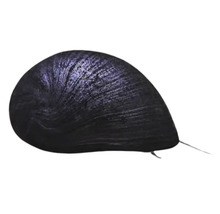 Apfelschnecke für Aquarien