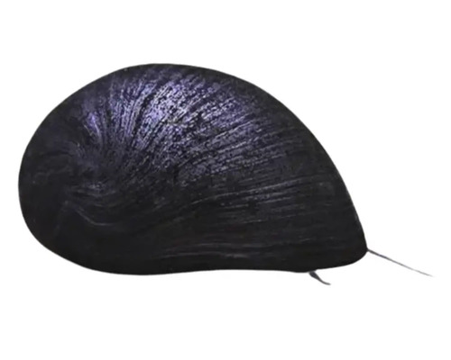 Apfelschnecke für Aquarien