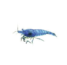 Blaue Traumgarnele für das Aquarium