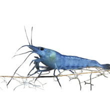 Blaue Traumgarnele auf einem Ast für Aquarien