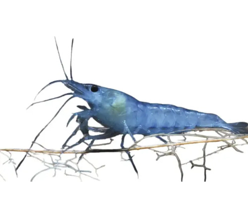 Blaue Traumgarnele auf einem Ast für Aquarien