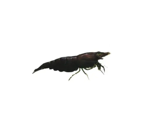 Garnele für Aquarien