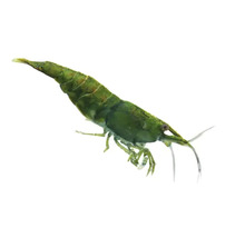 Grüne Zwerggarnele für Aquarien
