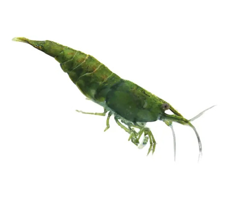 Grüne Zwerggarnele für Aquarien