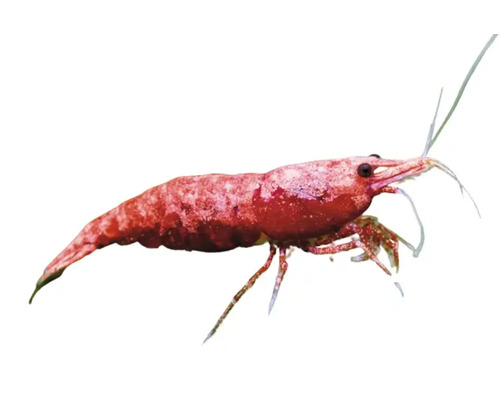 Garnele für das Aquarium