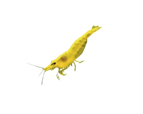 Gelbe Zwerggarnele für das Aquarium