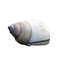 Schale einer Wasserschnecke