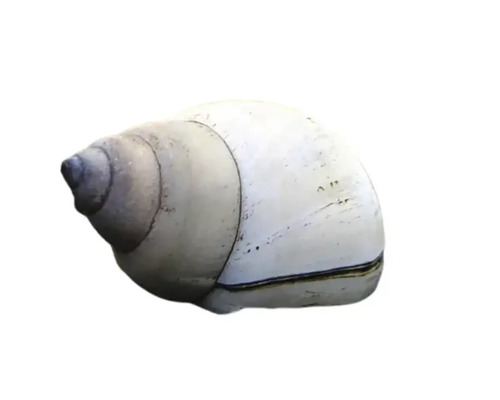 Schale einer Wasserschnecke