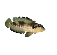 Schwimmender Schlankcichlide für Aquarien